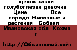 щенок хаски  голубоглазая девочка › Цена ­ 12 000 - Все города Животные и растения » Собаки   . Ивановская обл.,Кохма г.